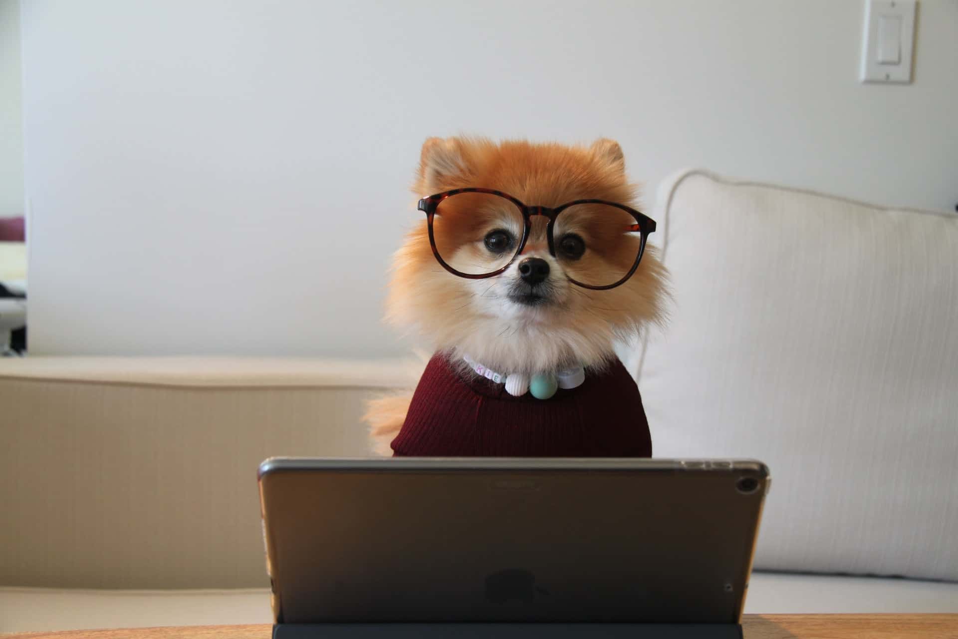 A small dog wearing glasses in front of a computer tablet.